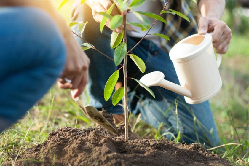 tree planting day