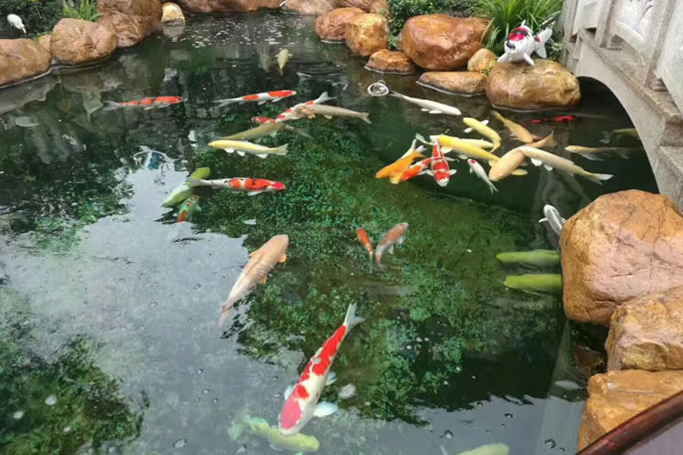 How To Deal With The Problem Of Green Water In The Fish Pond?