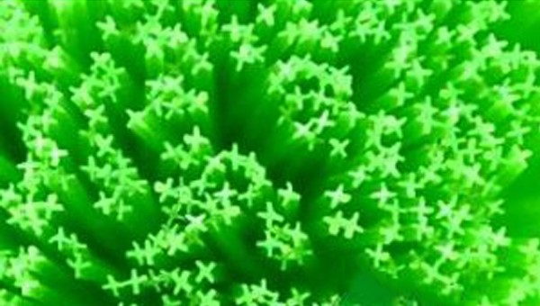 cross-green nylon filter brushes